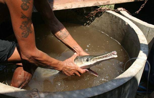 Рыбак поймал самую древнюю рыбу - миссисипского панцирника (видео)