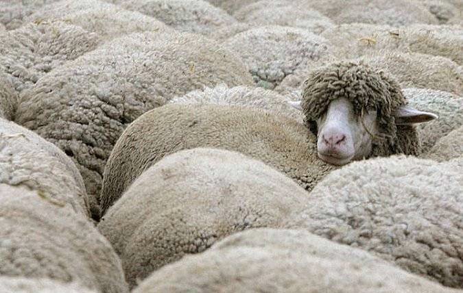 Целая группа овец была убита молнией в Кыргызстане