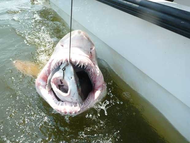 Океанологи выловили песчаную тигровую акулу, пообедавшую «морским псом» - более мелкой акулой
