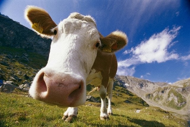Коровья отрыжка спасет цивилизацию от энергетического коллапса!