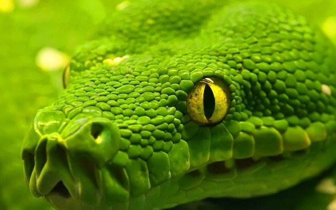 Из-за глобального потепления змеи станут размером с автобус, а черепахи начнут есть крокодилов