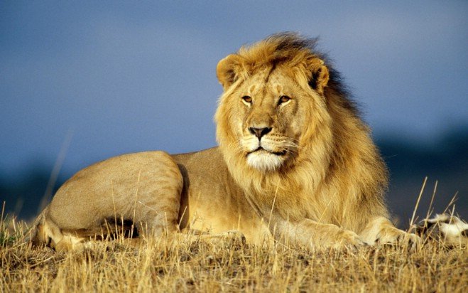 Почему льва назвали львом?