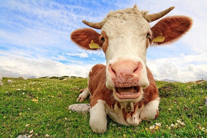 Коровы-диверсанты из Германии подорвали ферму