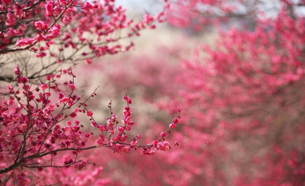 Цветущая сакура в Японии (фото)