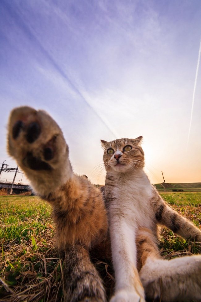 Смешные фотографии мартовских котов и кошек