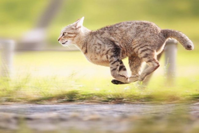 Смешные фотографии мартовских котов и кошек
