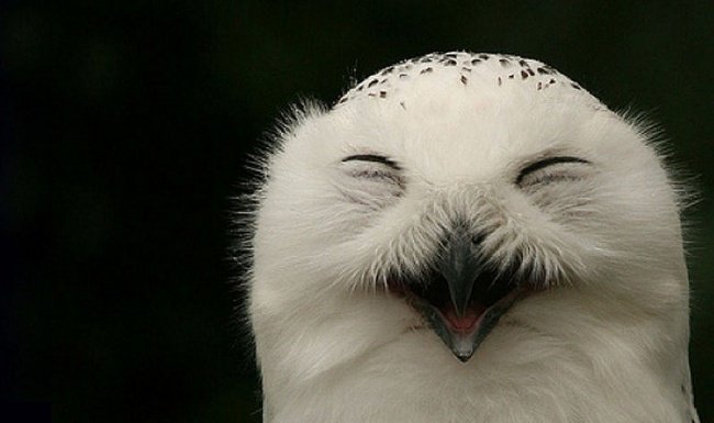 Смешные совы (фото)