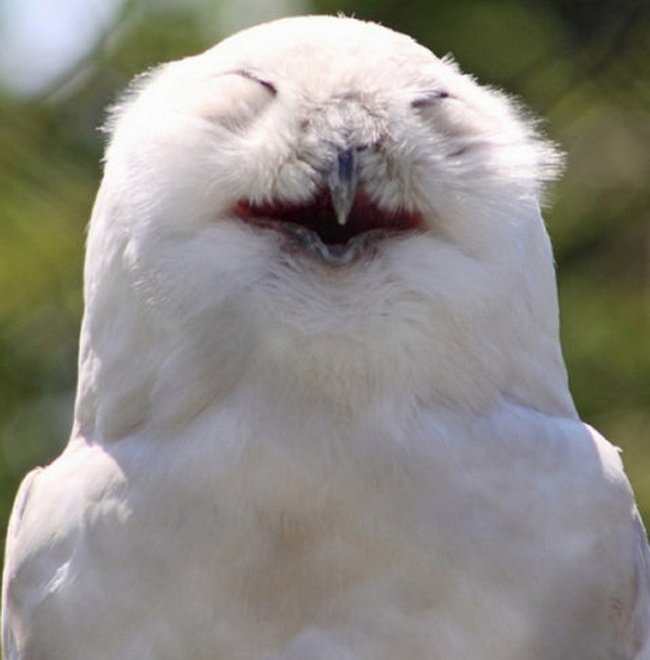 Смешные совы (фото)